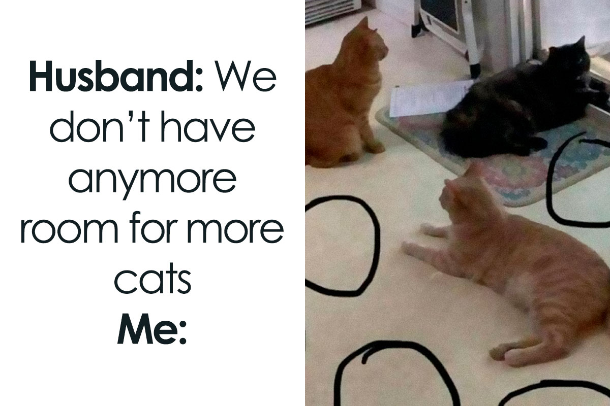 50 Funny And Relatable Cat Memes That