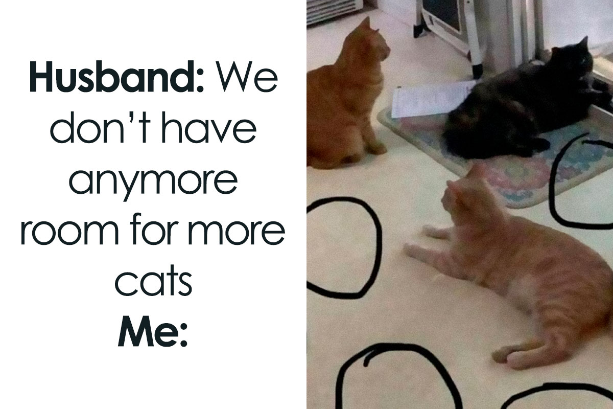 50 Funny And Relatable Cat Memes That Might Make You Want To Rescue A 