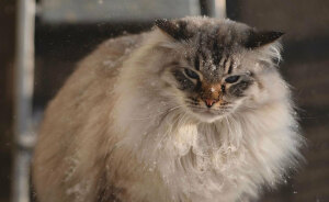 Hey Pandas, Share Your Pets Playing In Snow