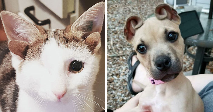 50 Of The Rarest Genetic Mutations Ever Spotted In Pets (New Pics)
