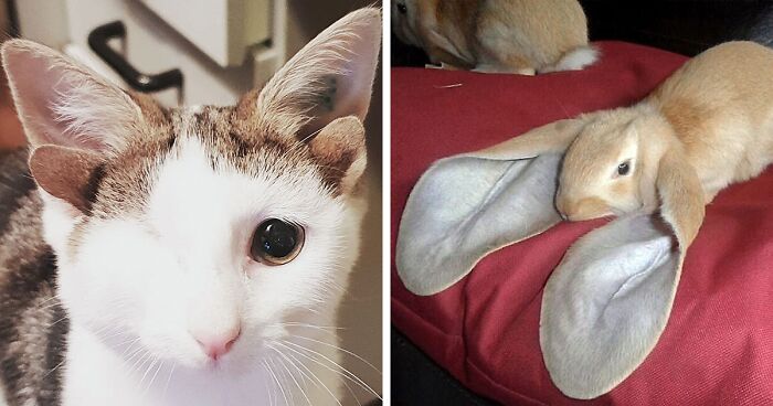 119 Pics Of Unusual-Looking Pets Who Won The Random Card In The Genetic Lottery (New Pics)