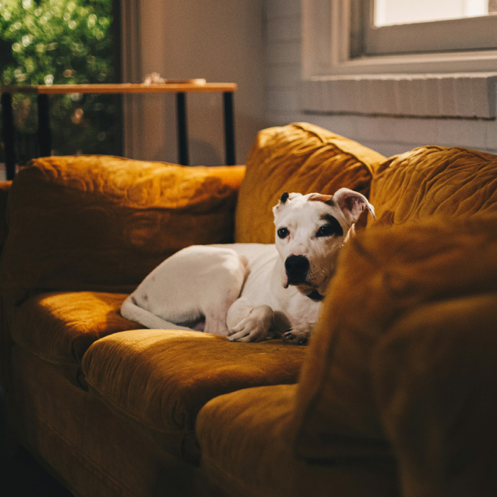 Dog lying on the couch Dog lying on the couch
