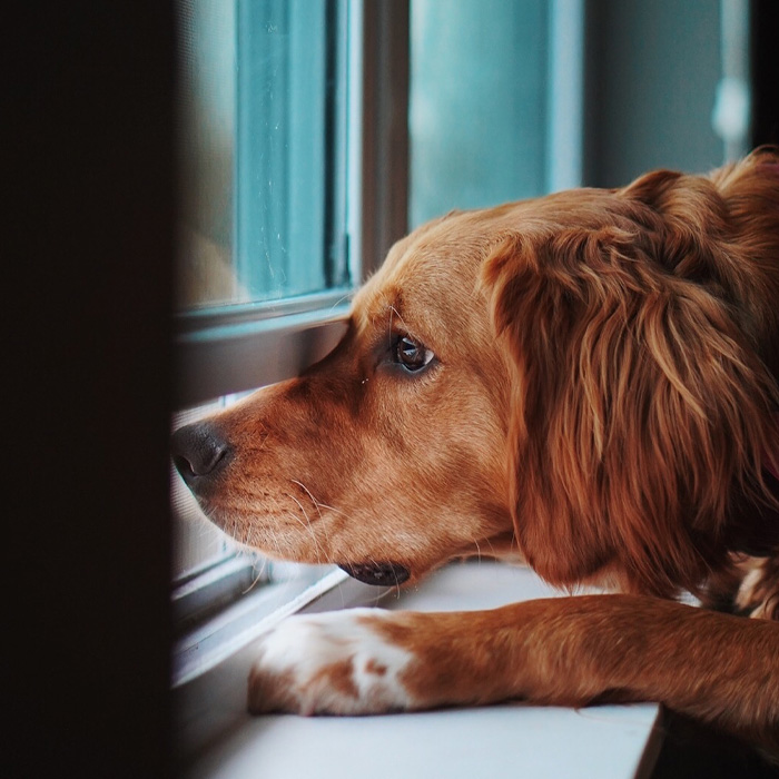 Golden retriever looking out the window 