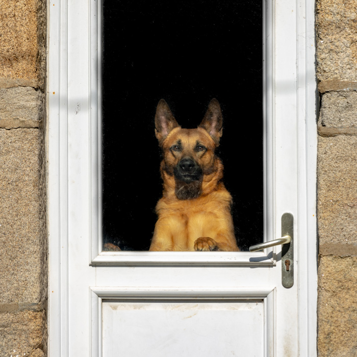 German Shepherd looking out the door window 