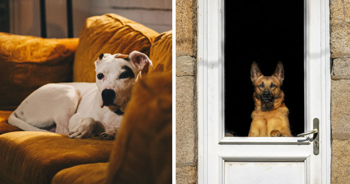 What Do Dogs Do All Day When They’re Home Alone