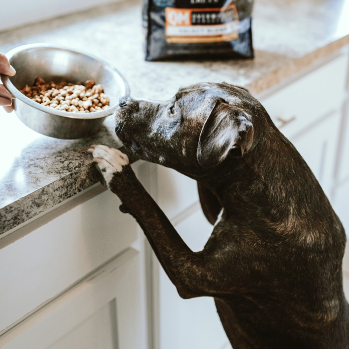 Dog reaching out for the food Dog reaching out for the food