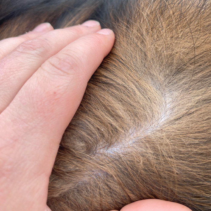 Hand examining dog's dry skin and fur close-up. Hand examining dog's dry skin and fur close-up.
