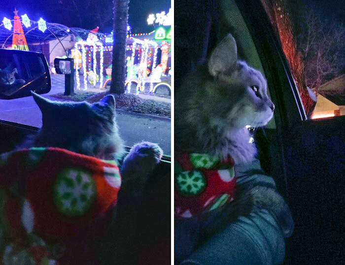My Cat Lucy Is 20 Years Old, And I Want Her To Live Her Best Life, So We Drove Around To See Christmas Lights Tonight. I Think She Enjoyed It