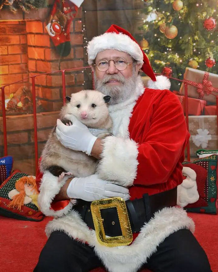 Here Is My Opossum With Santa