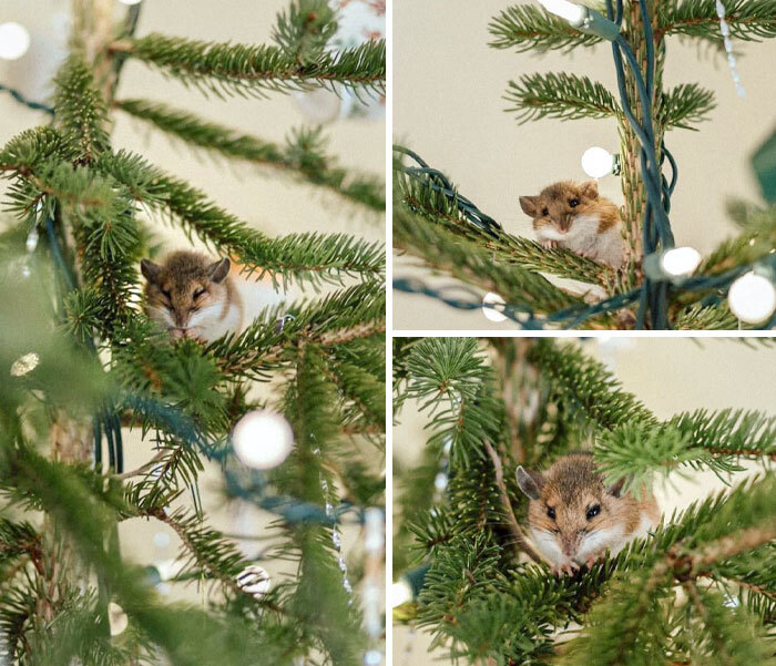 We Found This Little Mouse In Our Christmas Tree Today
