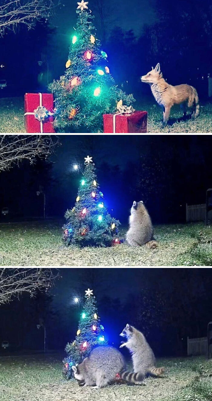 Someone In My County Set Up A Christmas Tree By Her Wildlife Camera And Caught These
