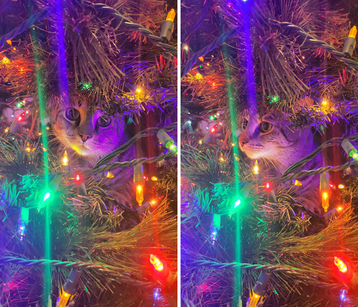 La primera vez que mi gato ve un árbol de Navidad, creo que le gusta