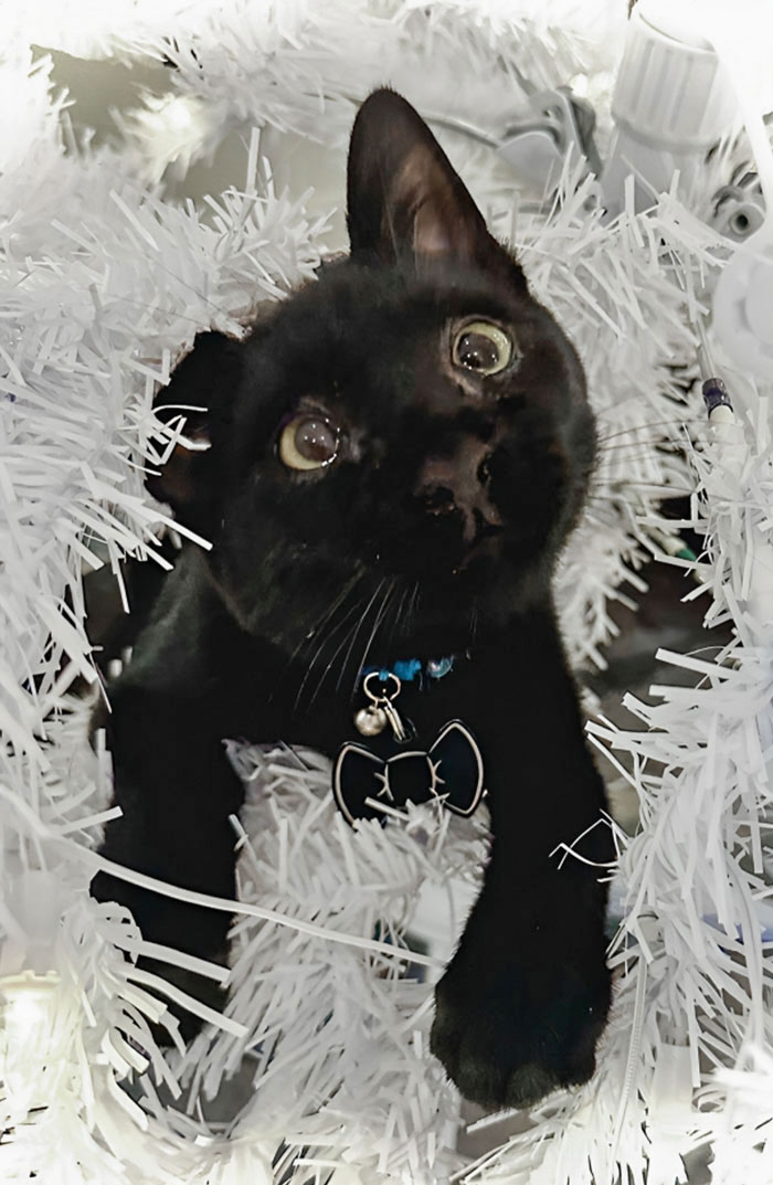 Nuestro gatito rescatado ha descubierto su primer árbol de Navidad