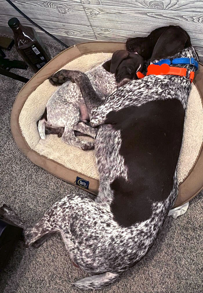 My German Shorthaired Pointer Got A Sibling For Christmas