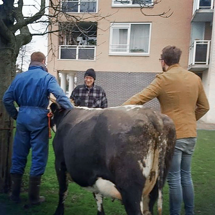 For 12 Years, We've Been Buying Our Grandpa Gifts That Feature Cows For Christmas. This Year We Got A Real-Life Cow To Show Up In Front Of His House