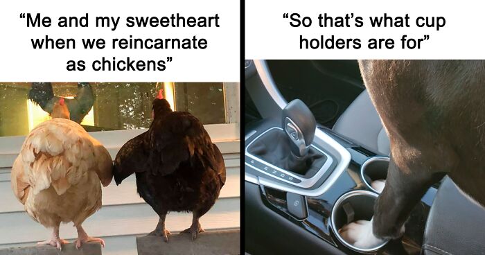 35 Wholesome Memes To Restore Your Faith In Humanity