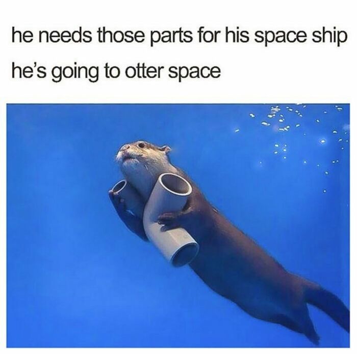 Otters Are The Best
