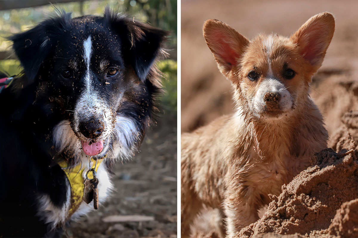 Photo inspiration: Fresh Look at Why Do Dogs Eat Dirt Exploring The Behavior And Solutions