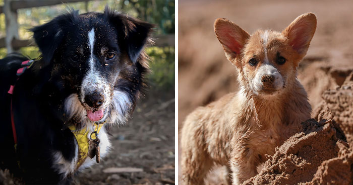 Why Do Dogs Eat Dirt? Exploring the Behavior and Solutions