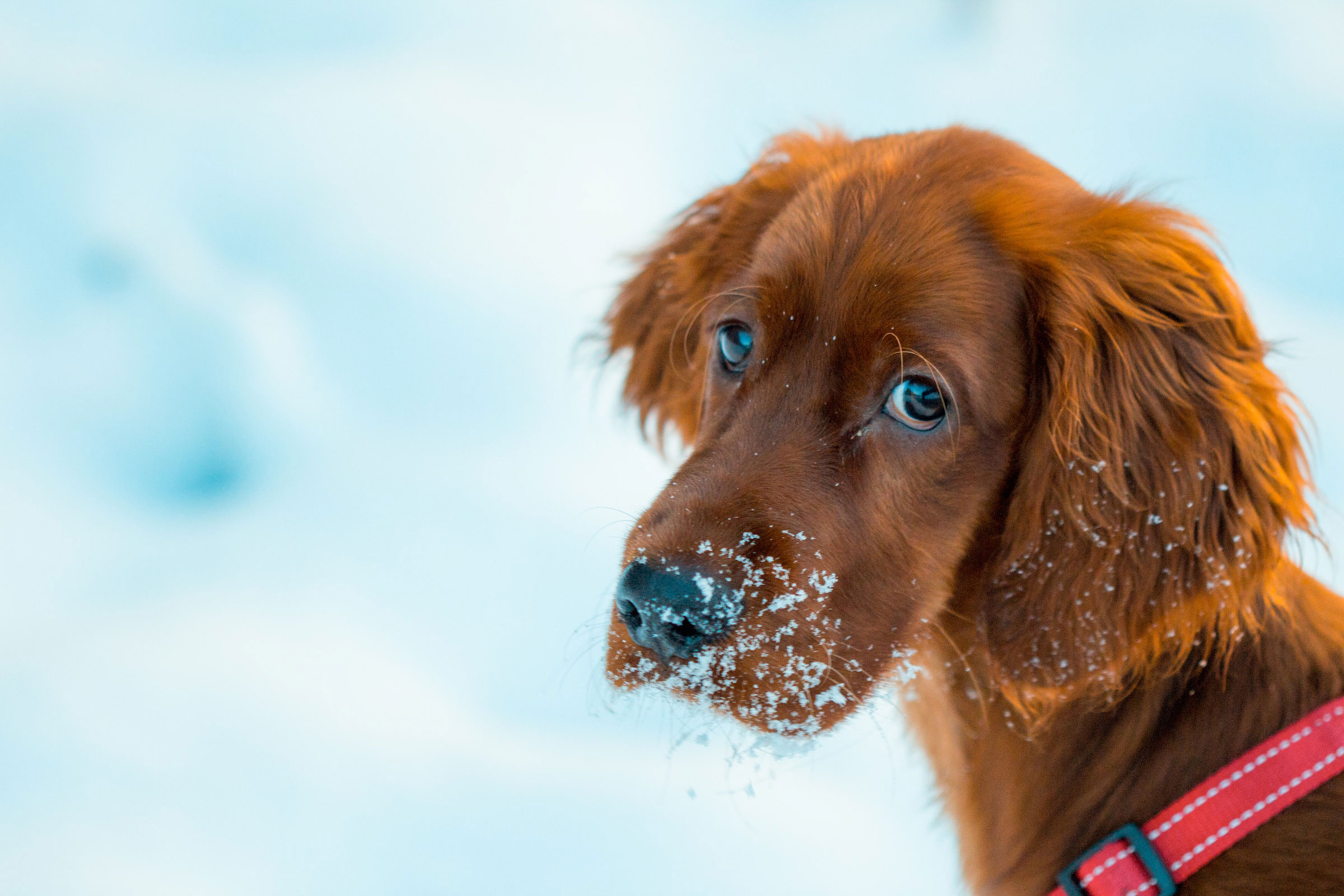 a long-coated brown dog closeup photography