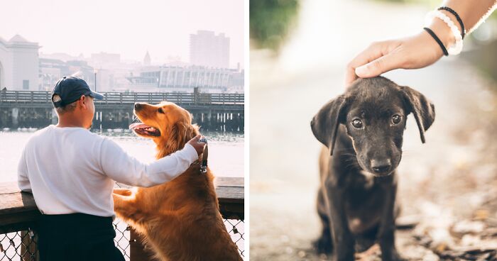 Unravelling the Canine Connection: Why Do We Love Dogs So Much?