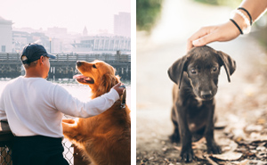 Unravelling the Canine Connection: Why Do We Love Dogs So Much?