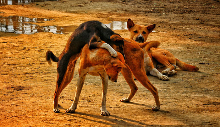 Two dogs interacting in a playful manner, illustrating humping behavior in canines. Two dogs interacting in a playful manner, illustrating humping behavior in canines.