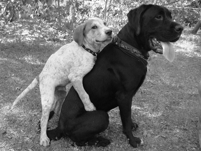 Small white dog humping bigger black dog 