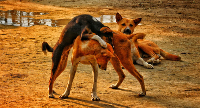 Why Is Your Dog Humping People