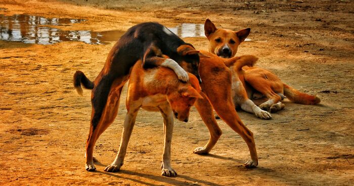 Why Is Your Dog Humping People