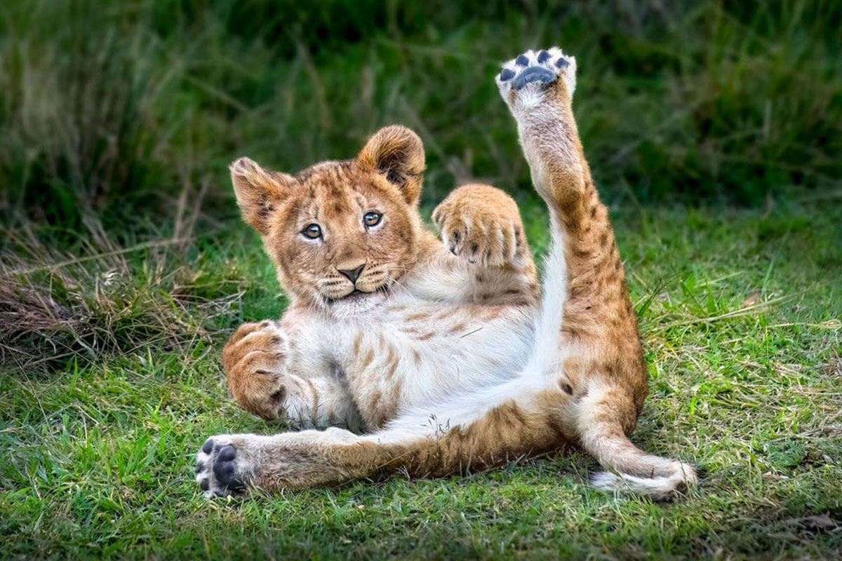 The 2023 World’s Top Wildlife Photographers Have Been Announced By One