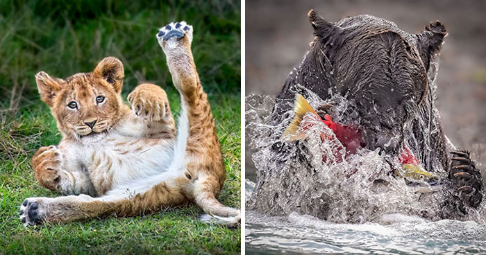 World’s Top Wildlife Photographers: Here Are The Best 49 Photos Of 2023