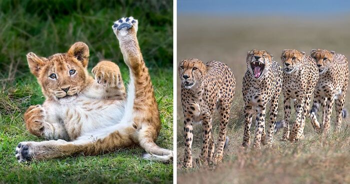World’s Top Wildlife Photographers: Here Are The Best 49 Photos Of 2023