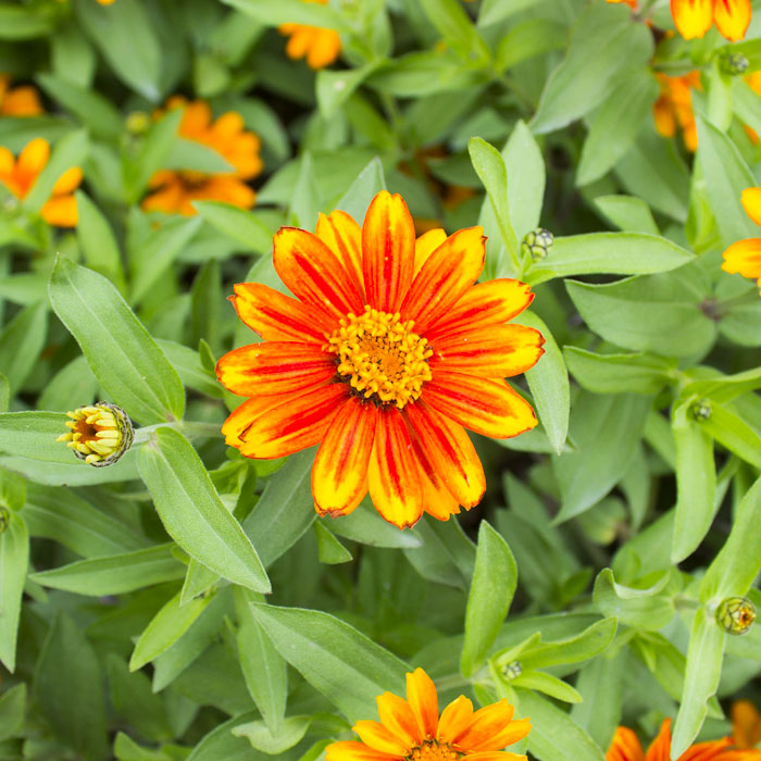 Close up orange Zahara zinnia flower