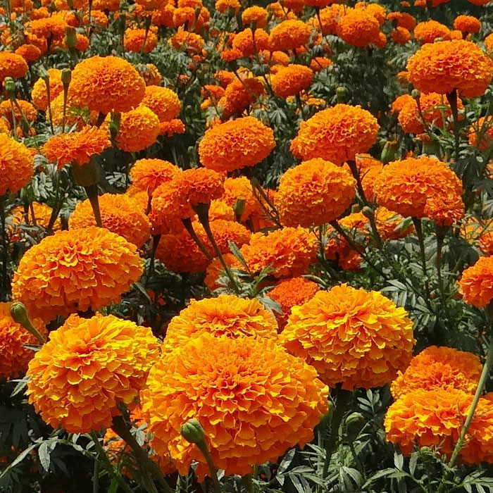 Orange marigolds in the field