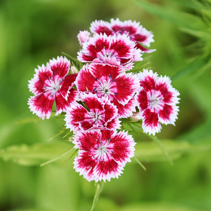 Close up red dianthus flowers