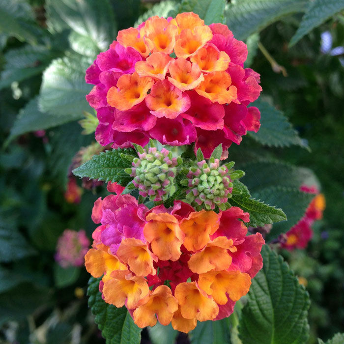 Close up colorful lantana flowers