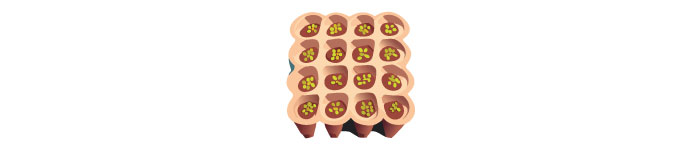 Illustration of seeds in trays