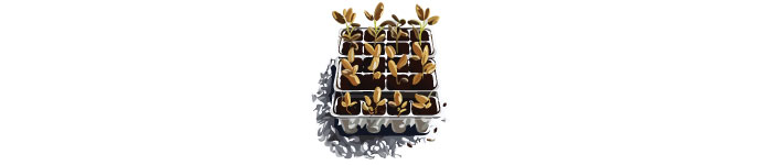 Illustration of seedlings in trays