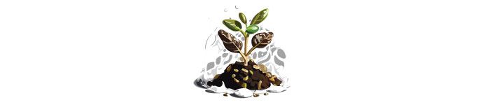 Illustration of plant in soil