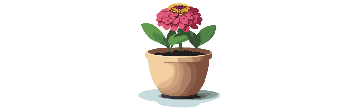 Illustration of zinnia in pot