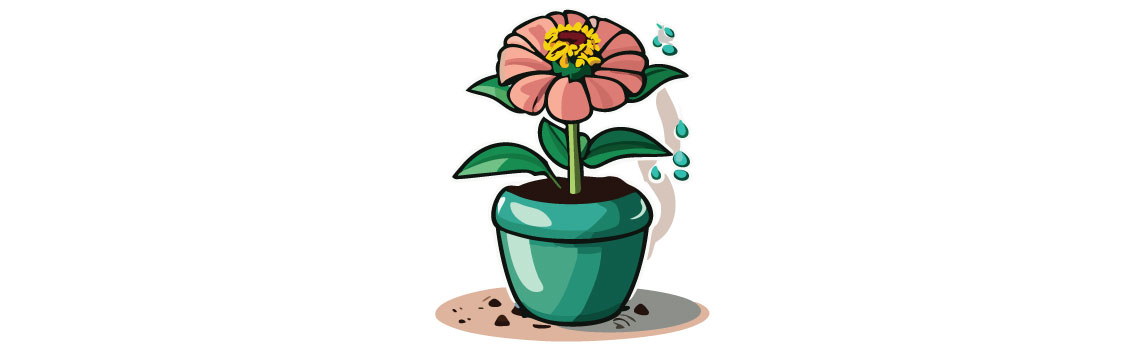 Illustration of watered zinnia in the pot