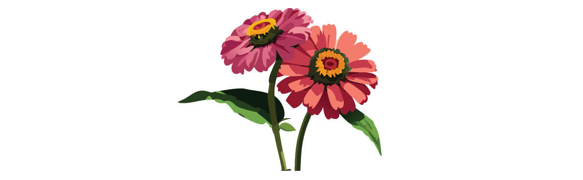 Illustration of zinnia flowers