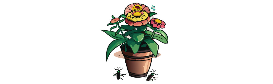 Illustration of zinnia in the pot with pests near