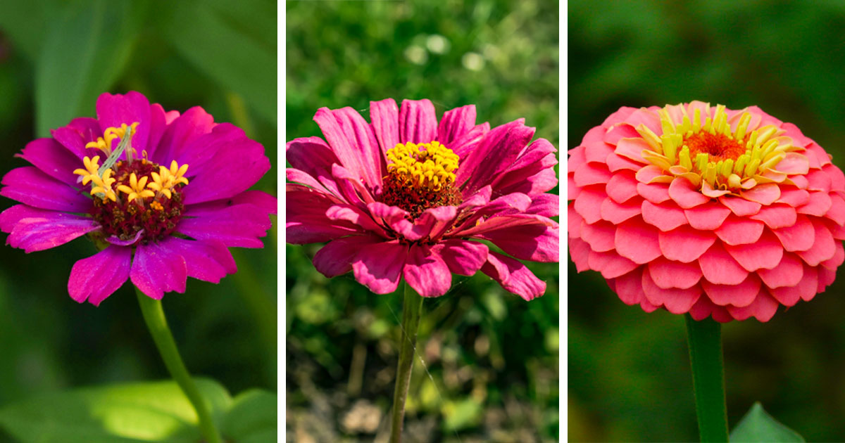 Pictures of purple and pink single, semi-double and double zinnias