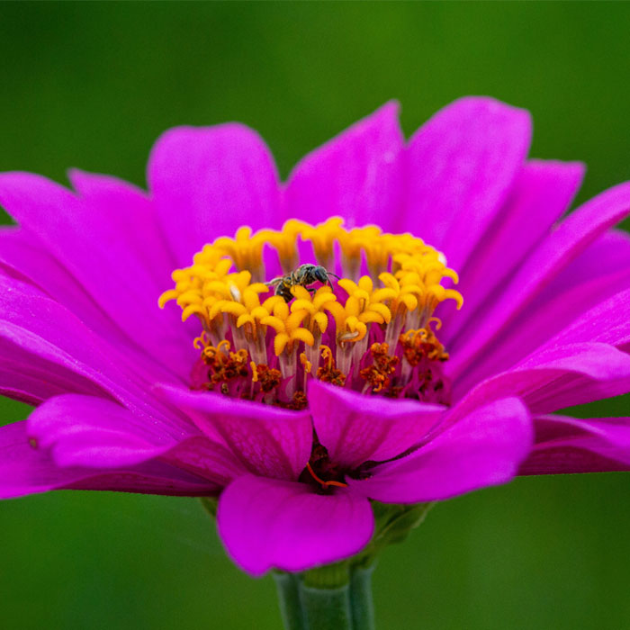 Close up purple zinnia flower