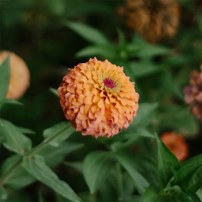 Light orange Thumbelina zinnia flower