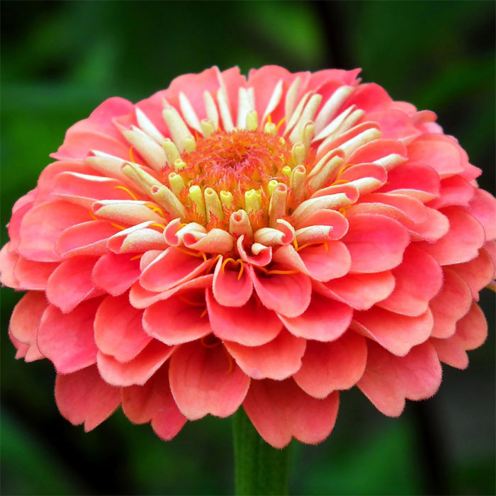 Close up pink Queen Lime zinnia