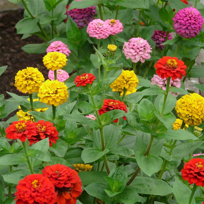 Colorful State Fair zinnias in the garden