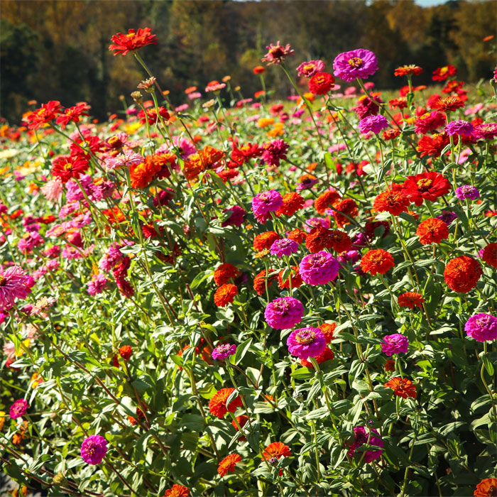 Different color zinnias in the field